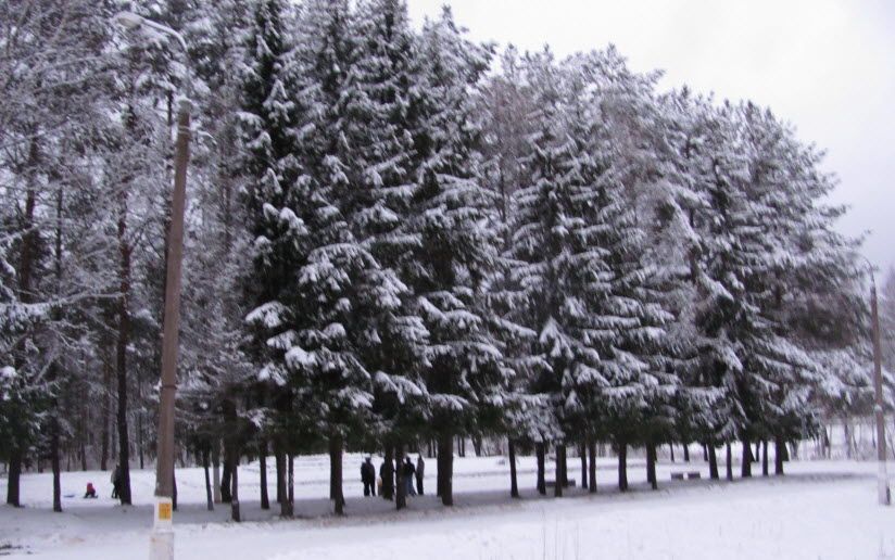 лесопарк Елочки