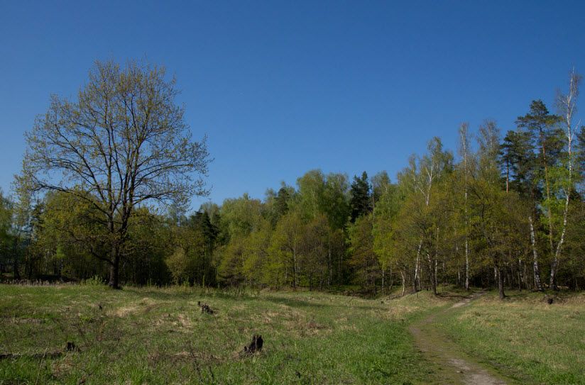 Лес Лыткарино (Томилинский лесопарк)