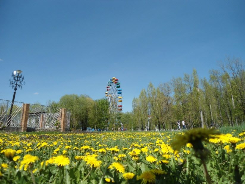 Урочище «Городская сосна»