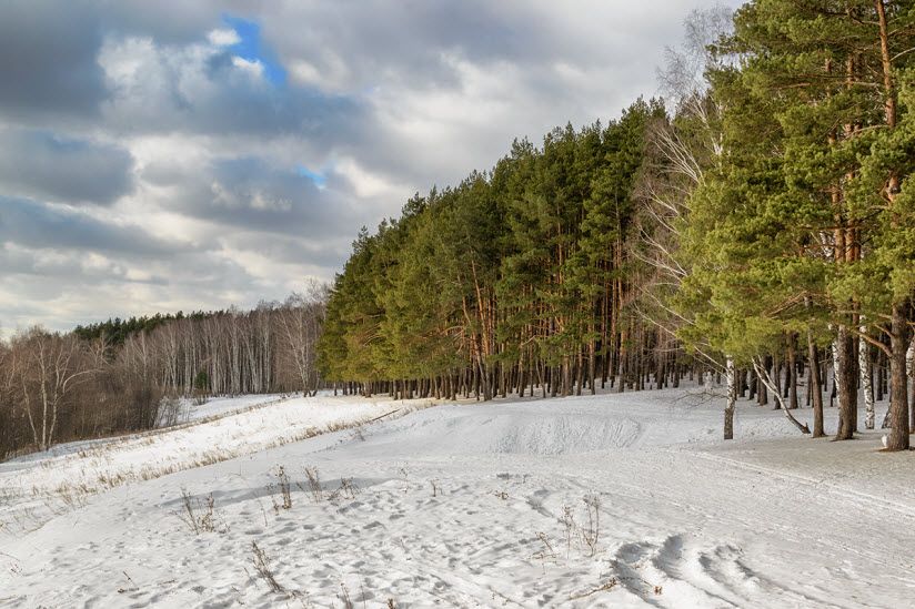 Ушмарский лес