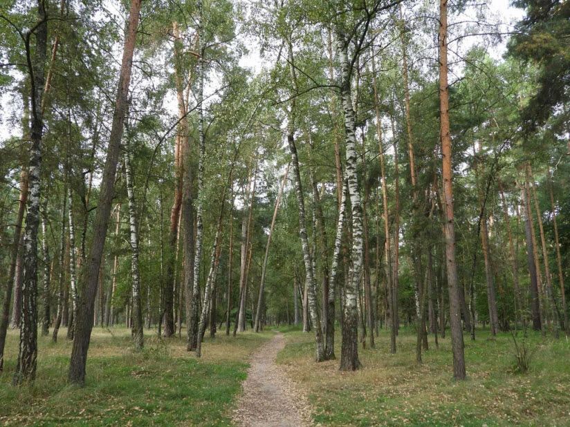 Лесопарк «Городской Бор»