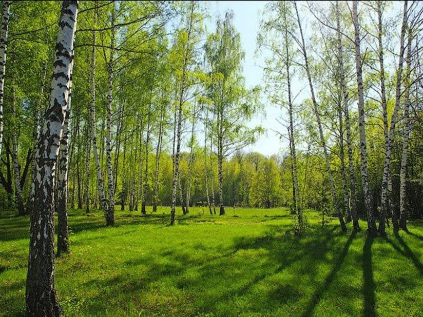 Березовая роща