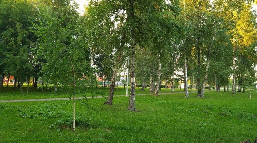 Березовая роща