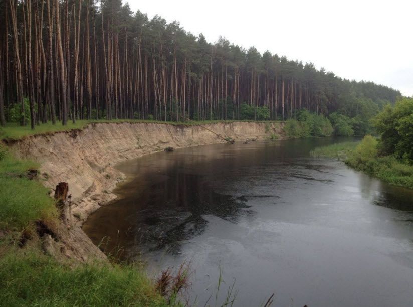 Карыжский лес