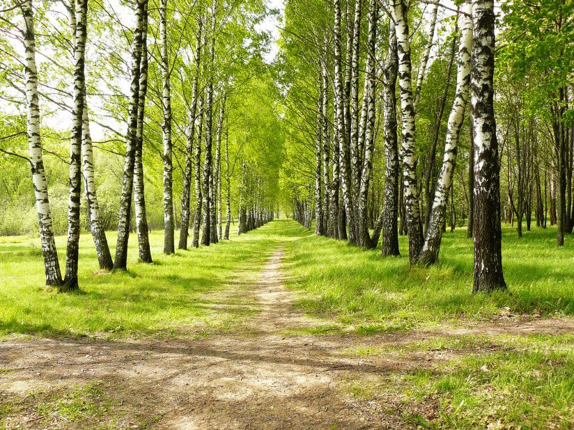 Школьный парк