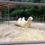ТОП-7 лучших зоопарков Воронежа: стоимость, отзывы, фотографии