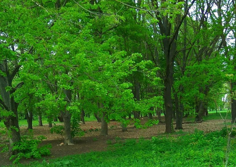 Дендропарк