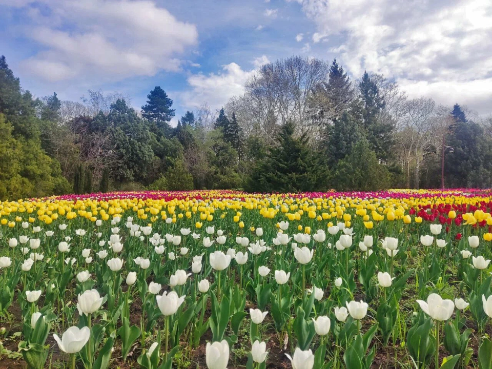 Ботсад им. И.С. Косенко