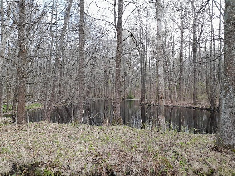 Парк Ближние Дубки