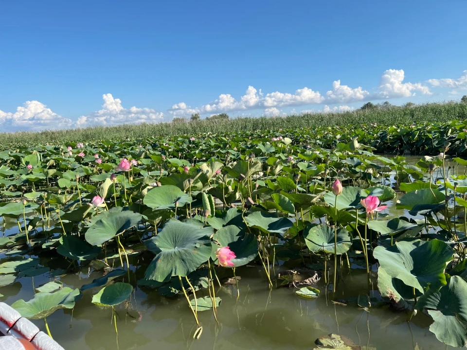 Ахтанизовский лиман