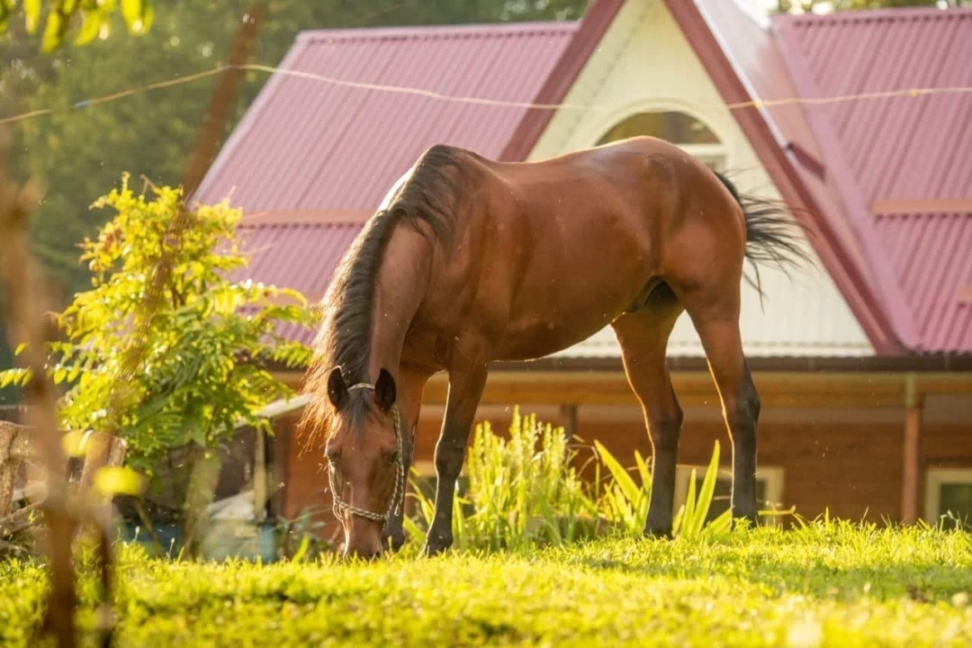 Частная конюшня Идальго