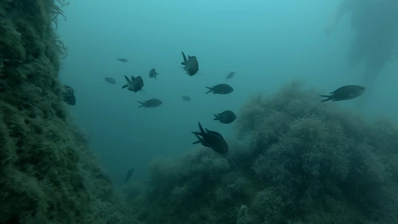 Дайвинг-клуб Nirvana