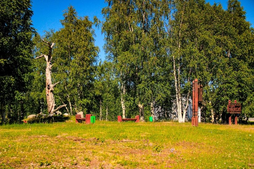 Сосна Лённрота