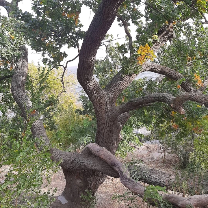 Дуб-патриарх