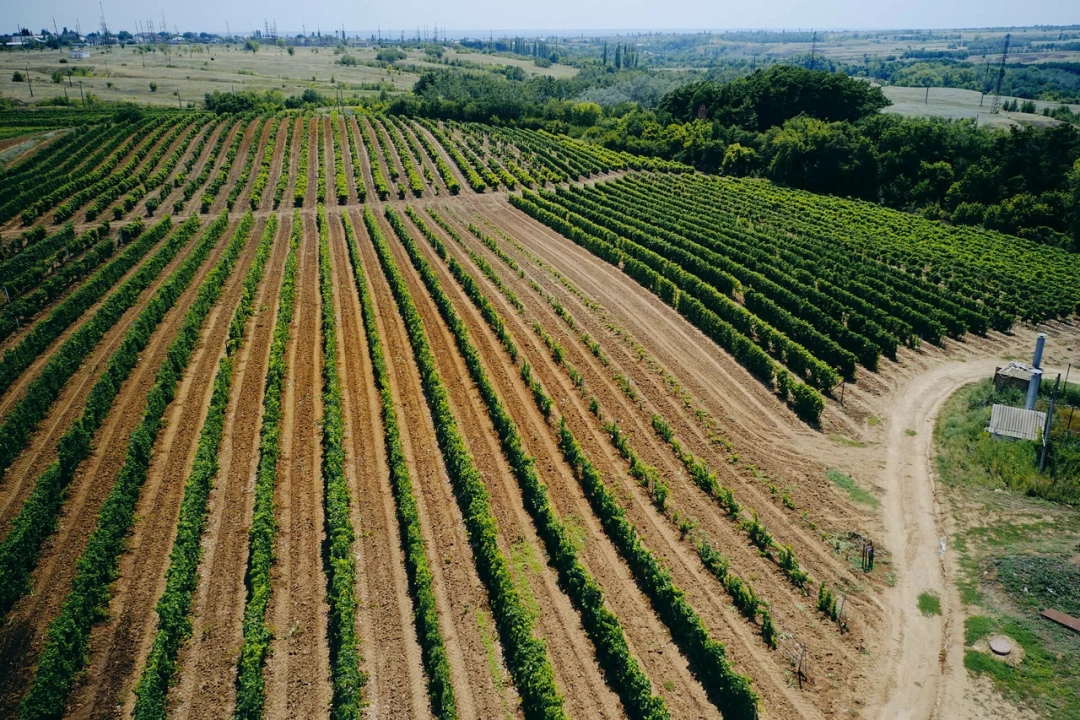 Винодельня «Гусевъ»