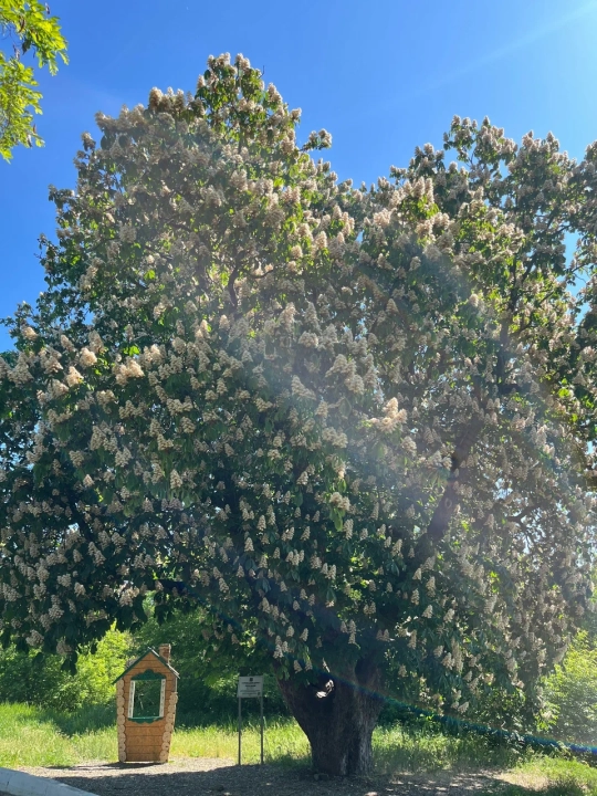 Каштан конский