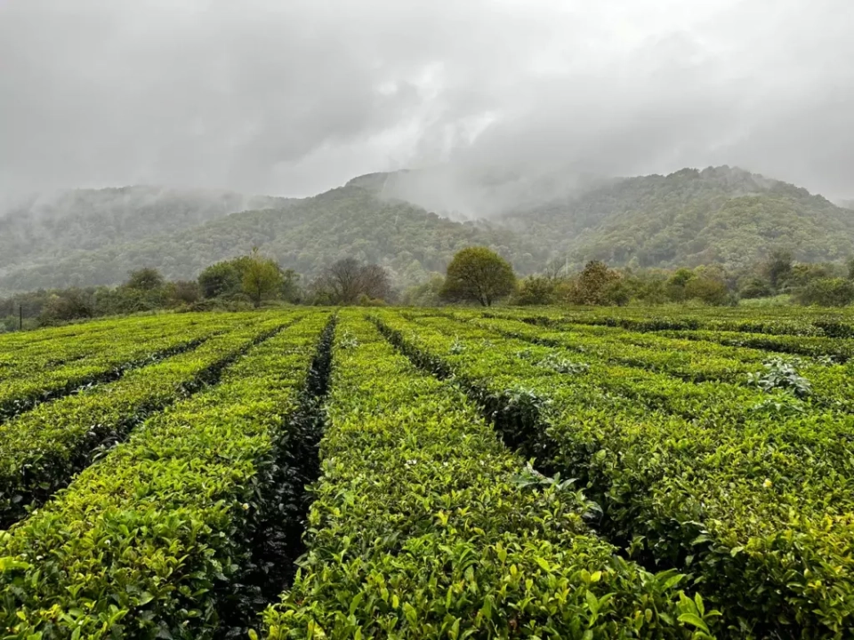 Чайная плантация (Большой Кичмай)