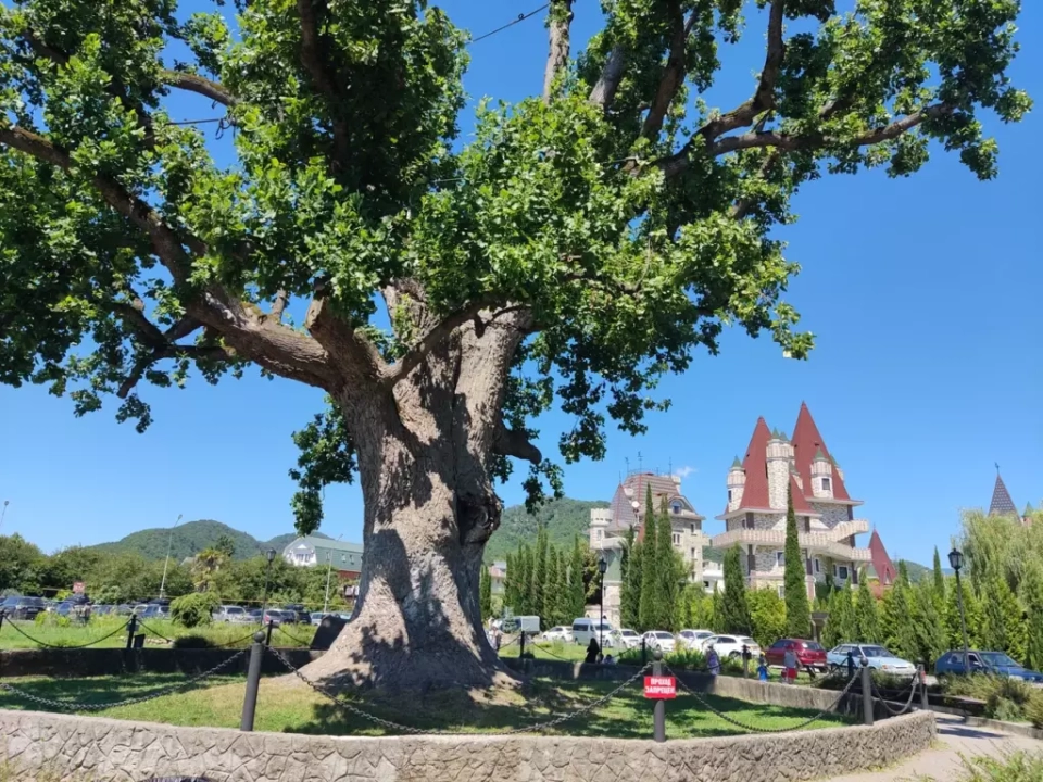 Тюльпановое дерево