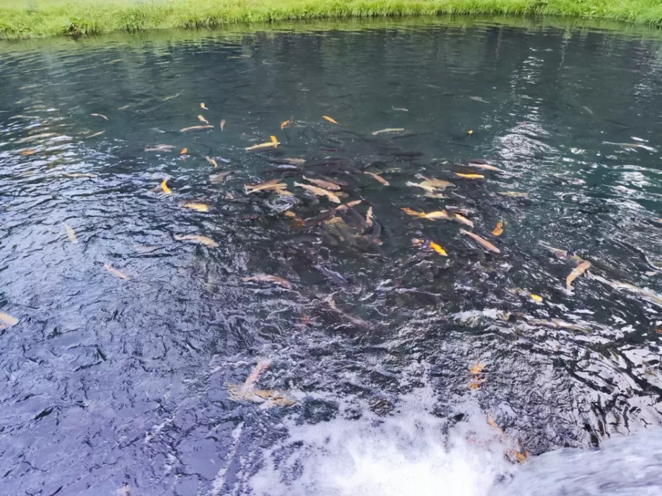 Форелевое хозяйство (Большой Кичмай)