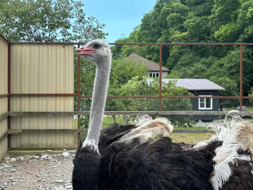 Страусиная ферма (Большой Кичмай)