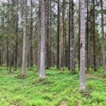 ТОП-18 лучших достопримечательностей Рощино Ленинградской области