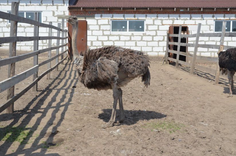 Зооферма «Алексин-страус»