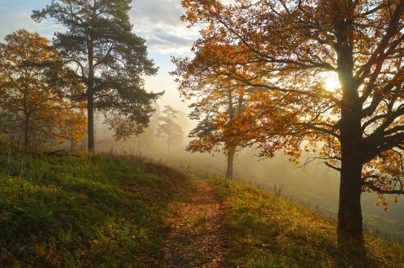 Петровский парк