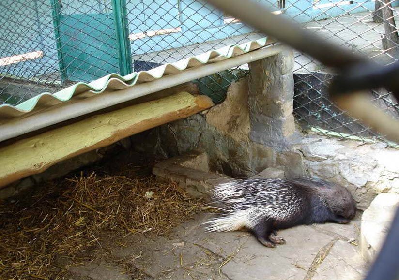 Городской зоопарк