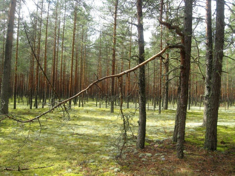 заказник «Шалово-Перечицкий»