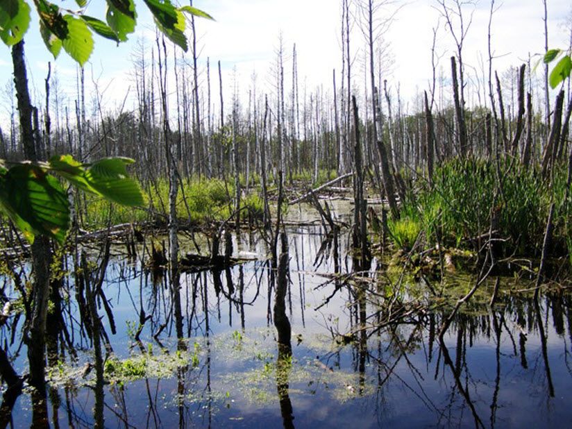 заказник «Белый камень»