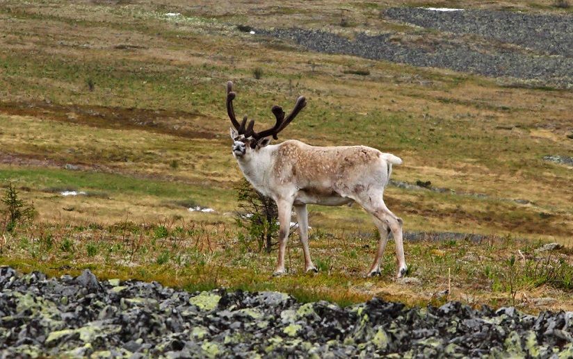 Нижнепечорский заказник