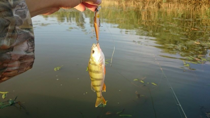 Мертвый Донец