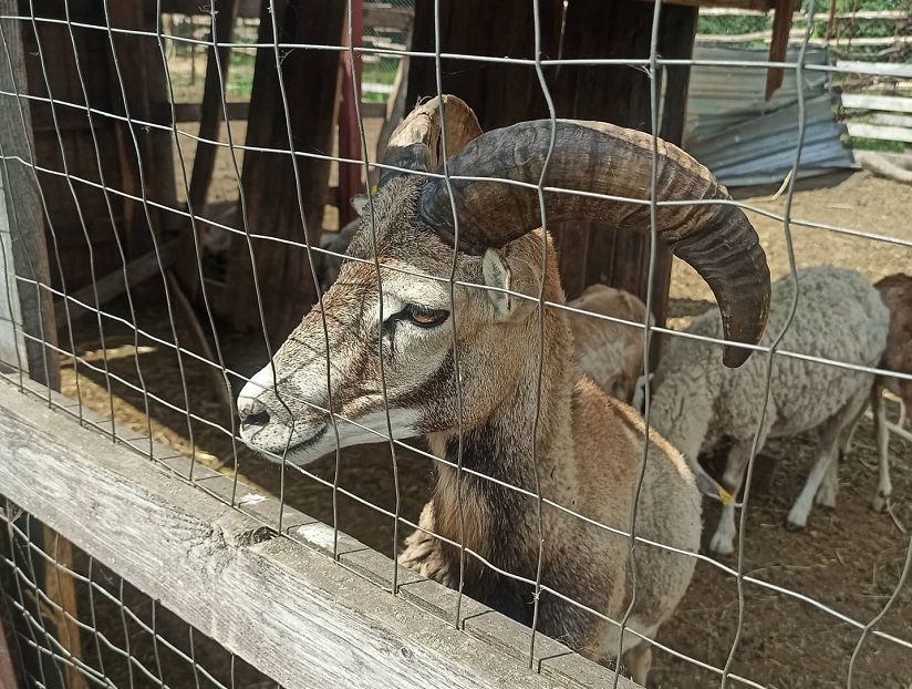 Зоопарк «Епифаново подворье»