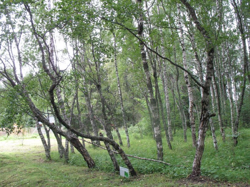 Заказник Карельской березы