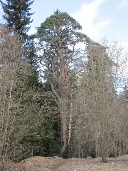 Сосна обыкновенная