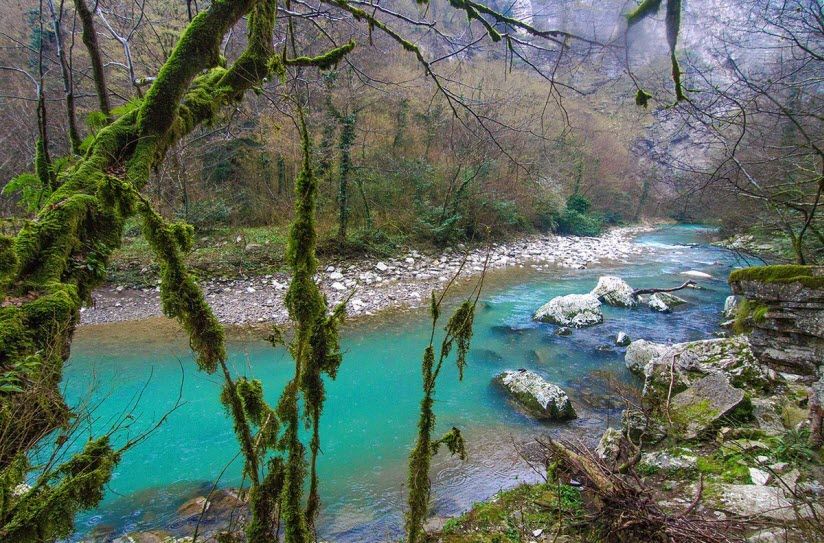 Тисо-самшитовая роща