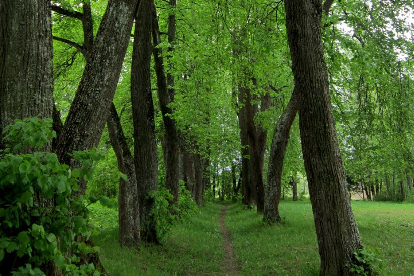 Шумановский парк