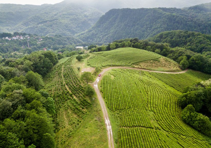 Чайные плантации