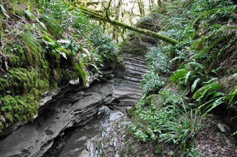 Тисо-самшитовая роща