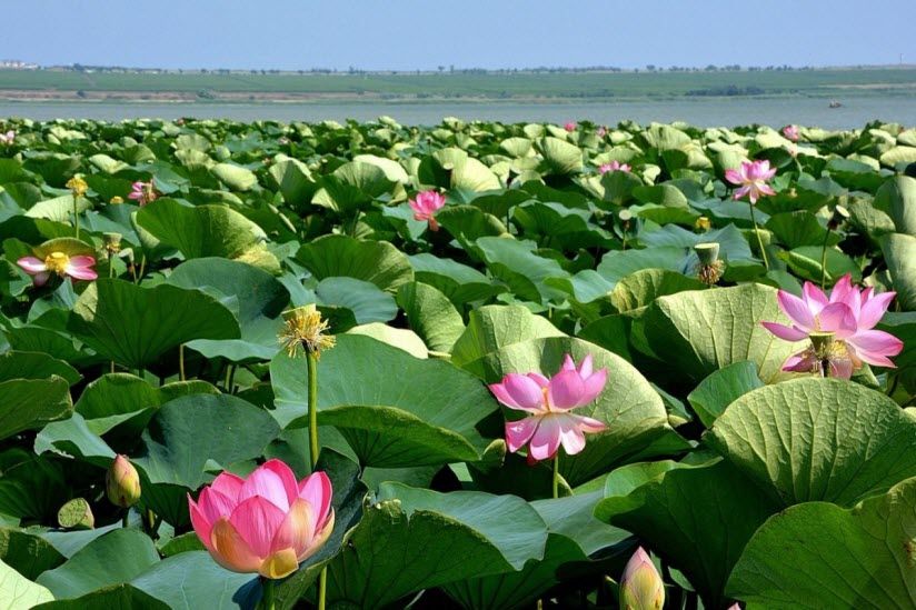 Лотосовая плантация