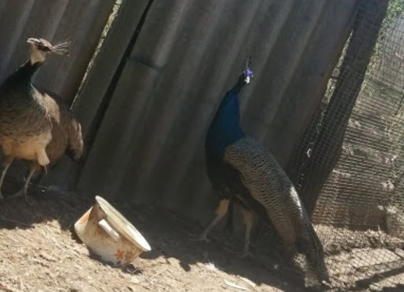 Мини-зоопарк