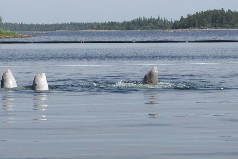 Белужий мыс