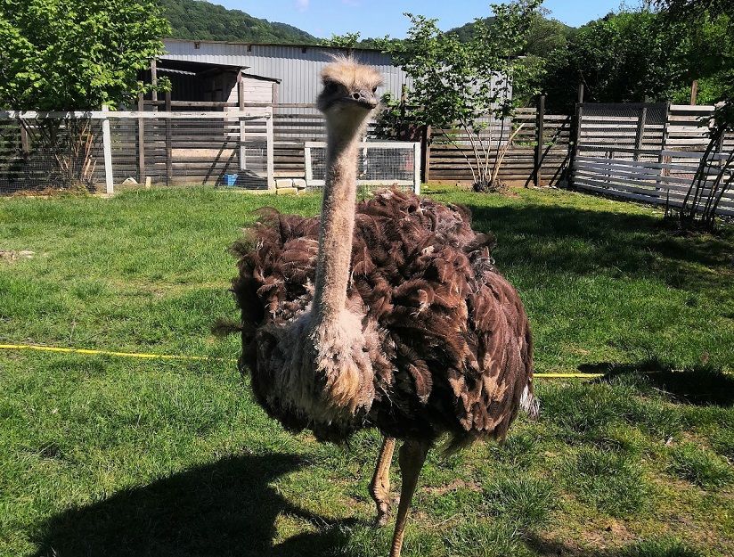 Страусиное ранчо