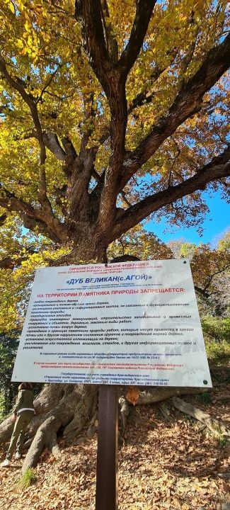 500-летний дуб