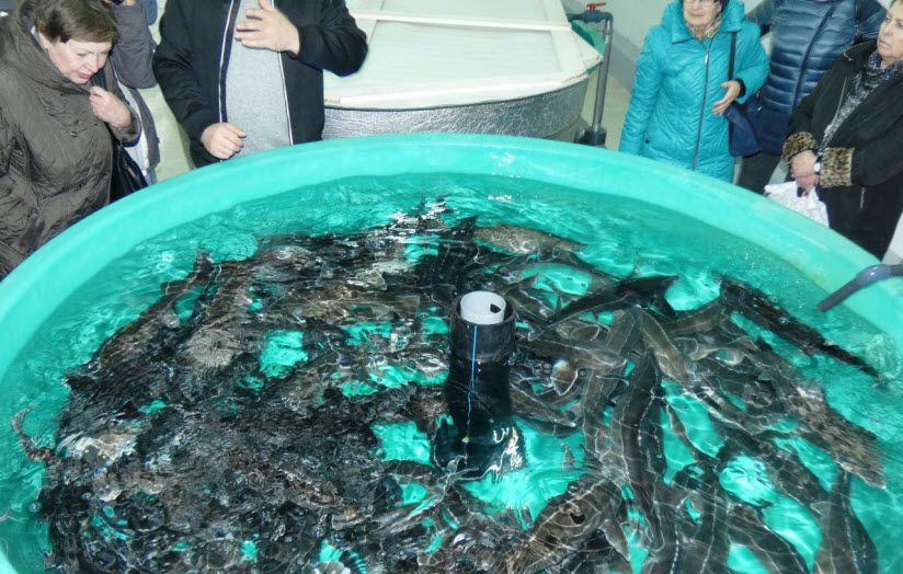 Осетровый завод