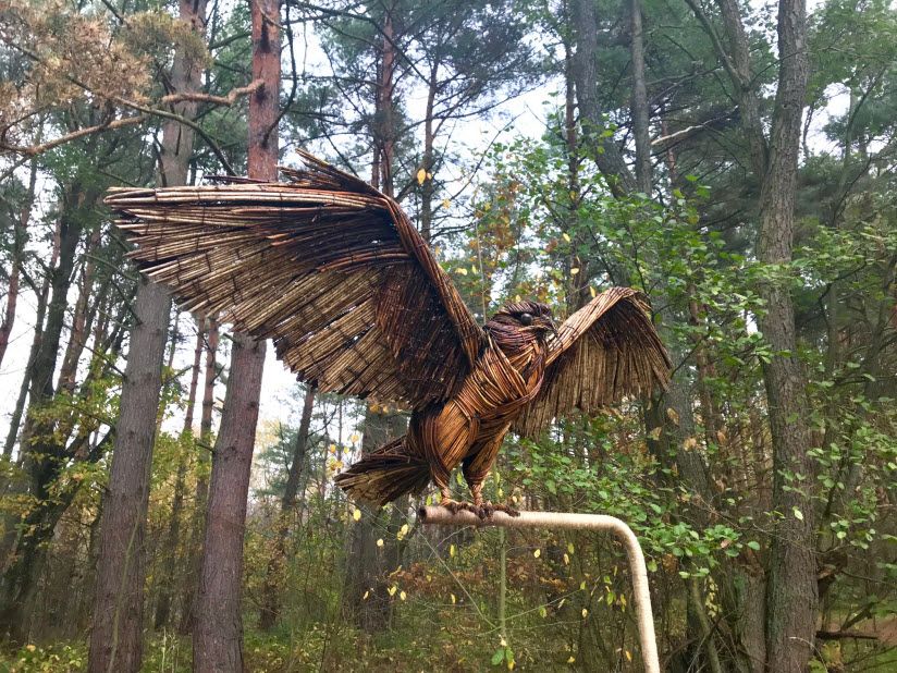 Королевский бор