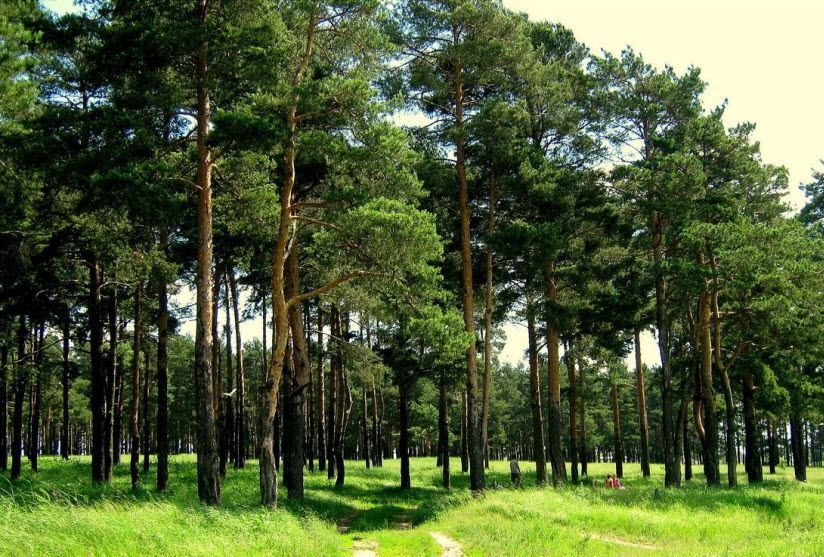 Сосновый бор