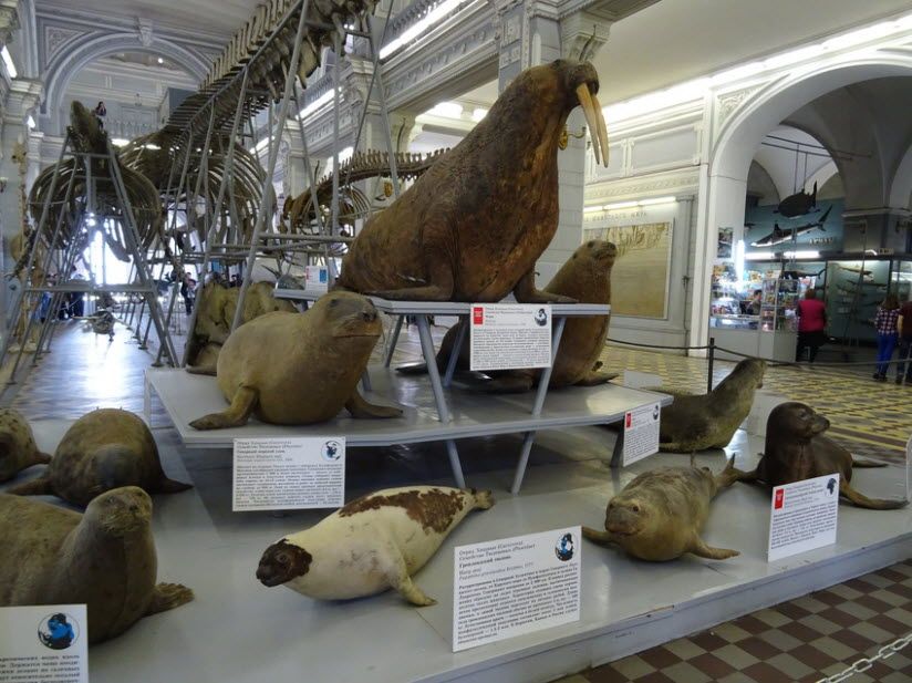 Зоологический музей