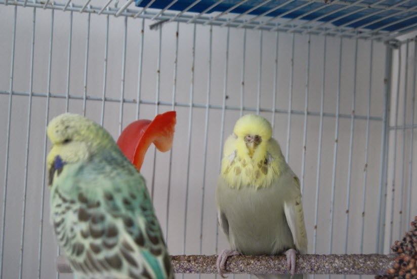 Выставка «Пернатая радуга»