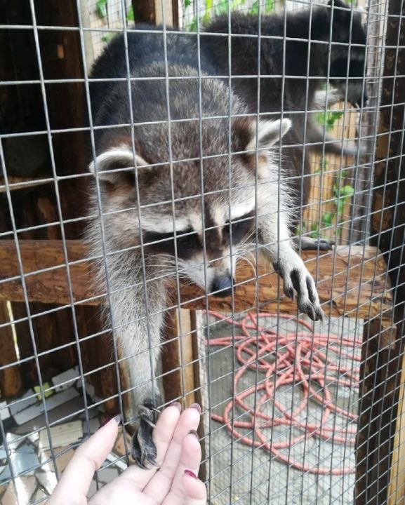 Контактный зоопарк «Дом енота»
